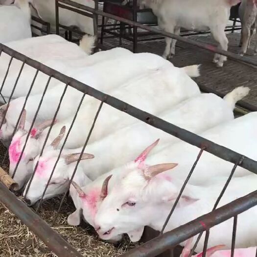 嘉祥县 白山羊肉质鲜美 养殖