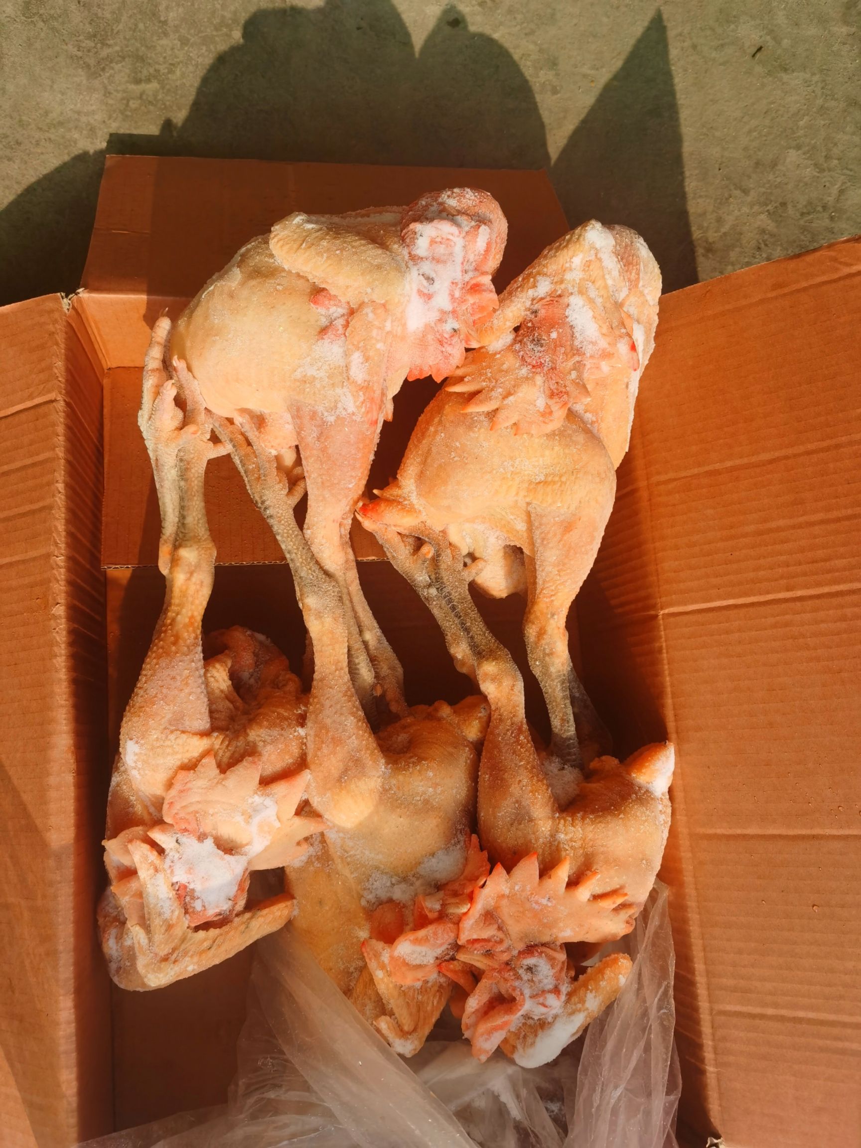 鸡肉  土鸡   散养笨公鸡