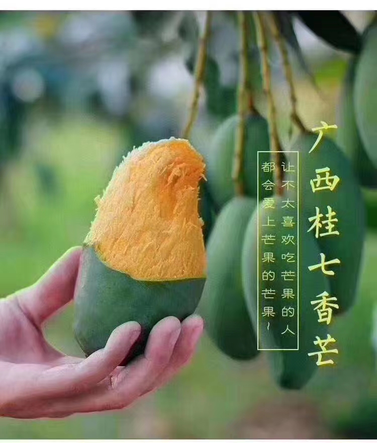  芒果之王—百色桂七！