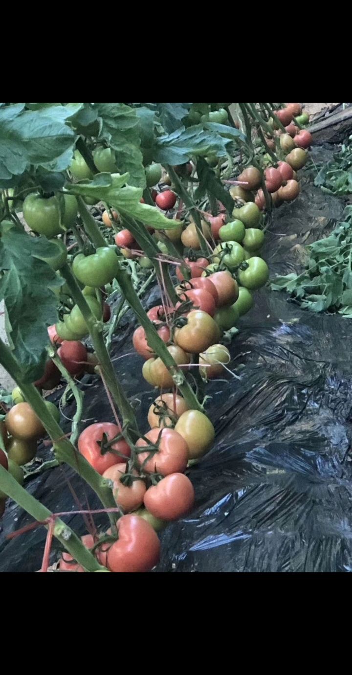 粉果番茄  西红柿种子《凯德夏丽》