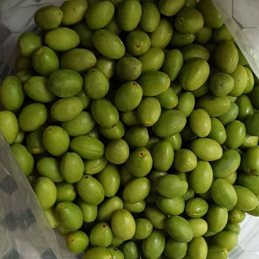 福州 新鲜青橄榄批发