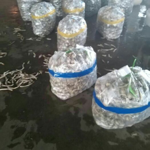 石屏县慈菇 云南省红河州石屏县茨菇，口感好，营养丰富