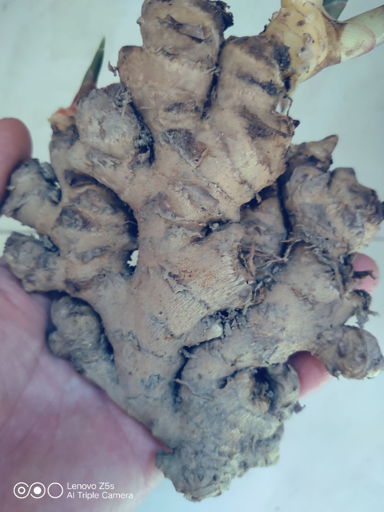 仁化县姜薯 粤北山区土姜，放香，配炒菜煲汤……
