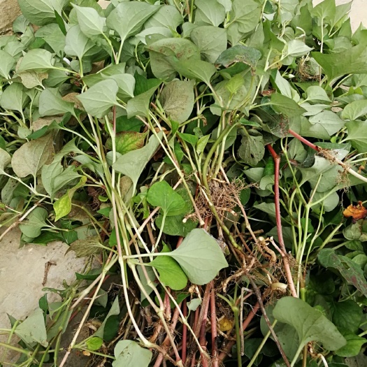 贵阳鱼腥草