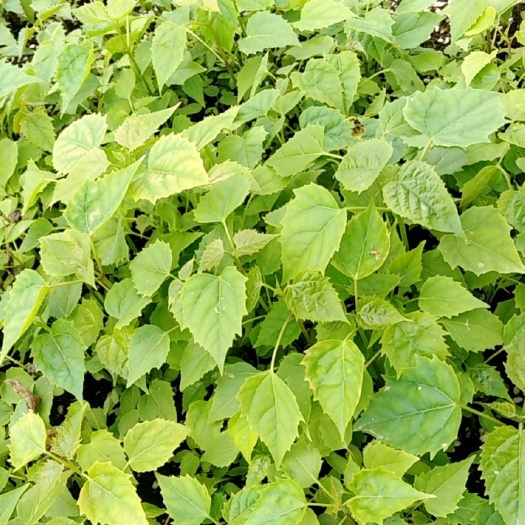 睢县楸树苗