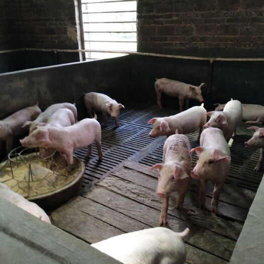 博白县三元猪 三元仔猪 自繁自养，疫苗齐全健康，质量保证