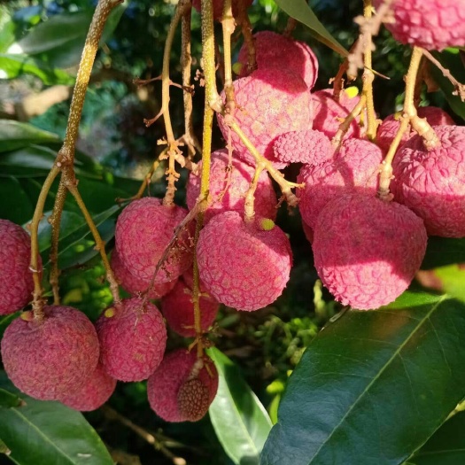 南宁 和荔枝，六月红，桂味