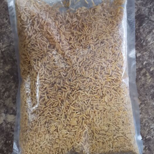 江门 乌蝇虫，鱼虾饲料