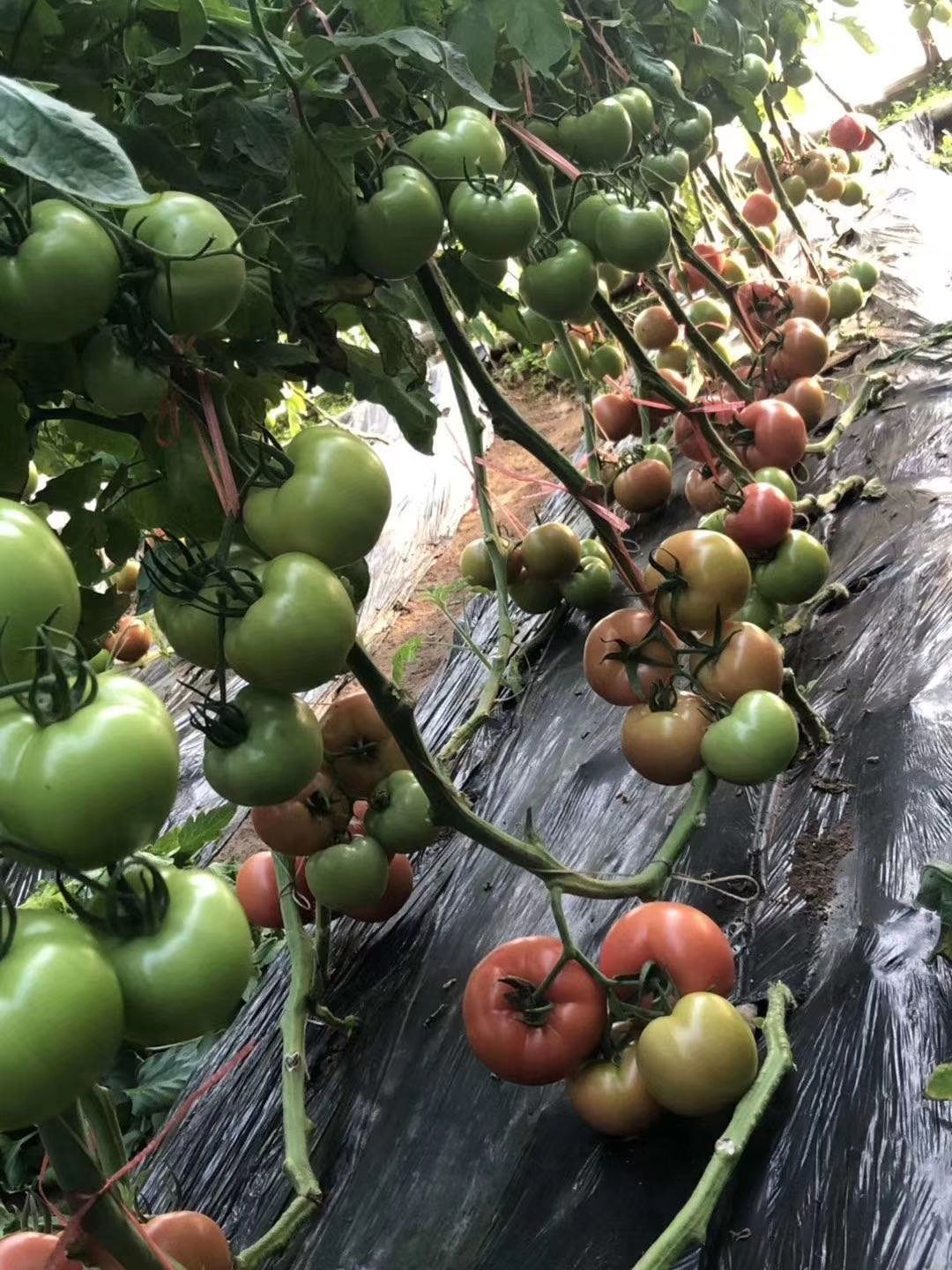 粉果番茄  西红柿种子《凯德夏丽》