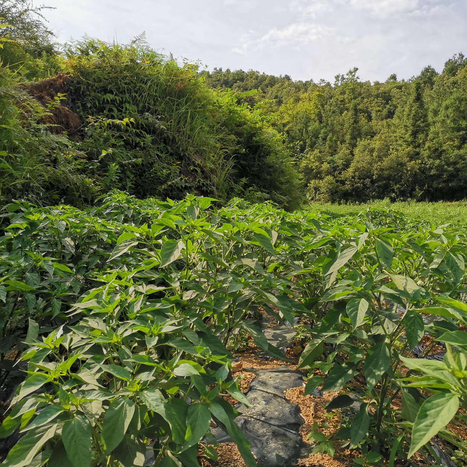 朝天椒 豔椒