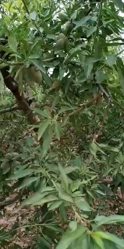 蒲城县巴旦木鲜果，青果巴旦木，基地直发，先订先得，口感好，营养高
