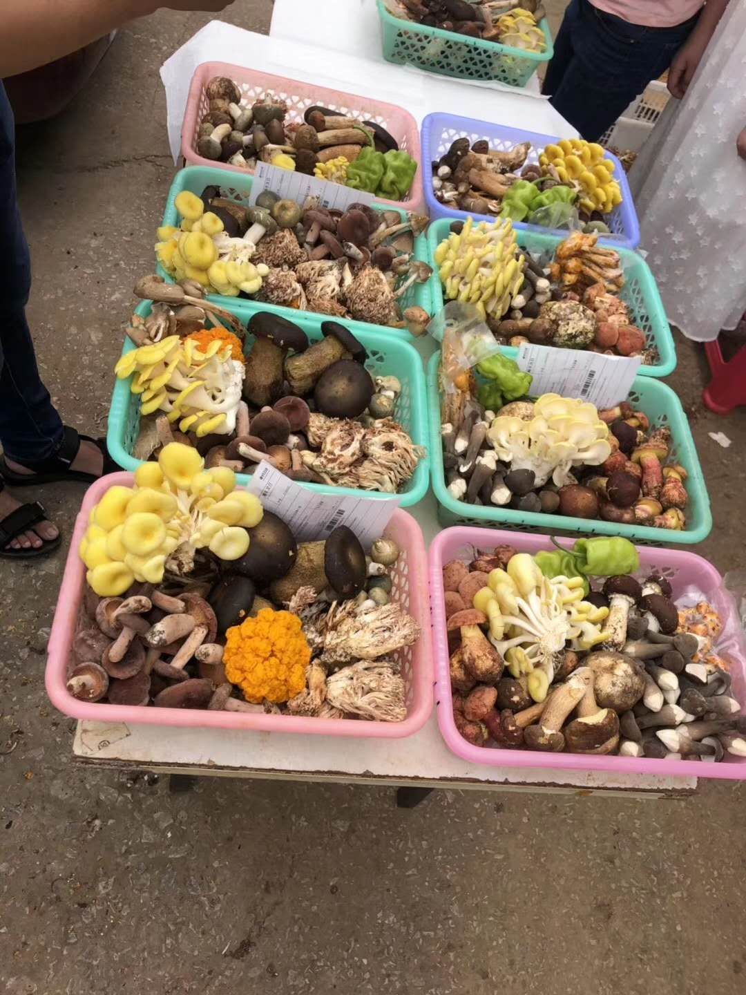 云南野生菌 鲜菌组合。每盒10以上品种，支持一件代发。。。