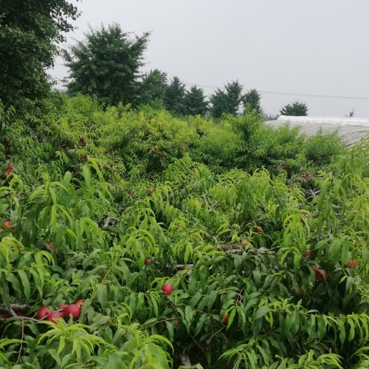 砀山县黄桃83 砀山量大可以来考察一下