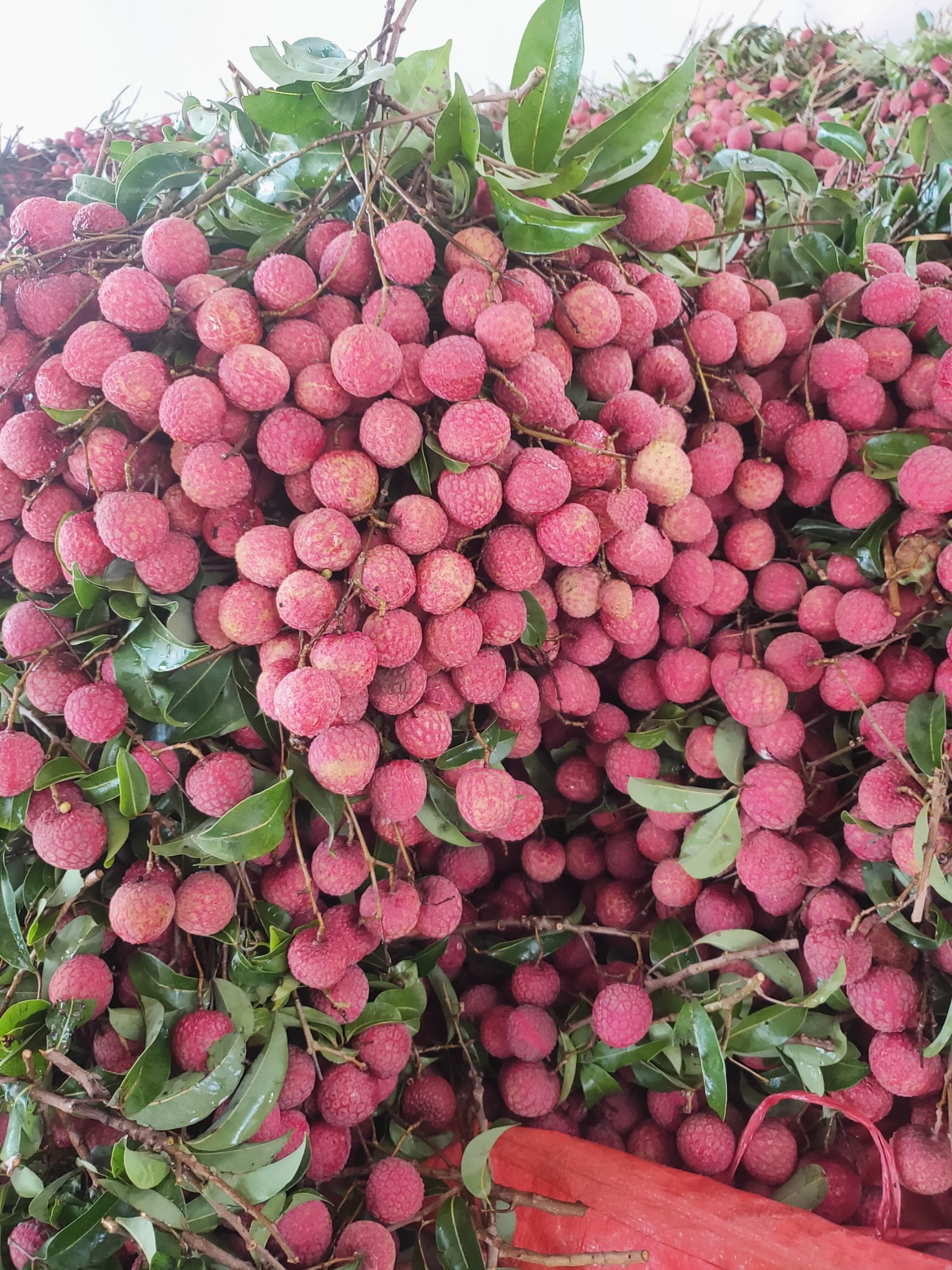 桂味荔枝  广东陆丰荔枝，桂味大量大量
（自有果场+产地代办