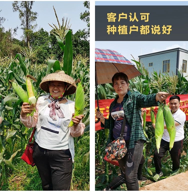  水果甜玉米种子单交高产皮薄耐热玉米农家基地种孑种籽蔬菜籽包邮