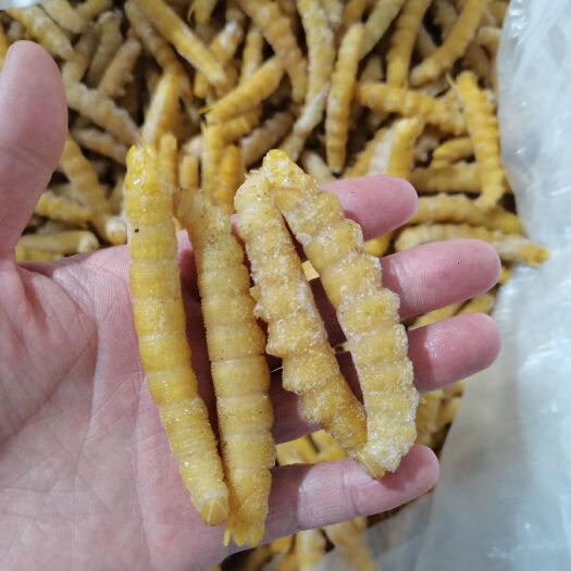 豆虫大豆青虫新鲜活速冻