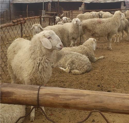  出售小尾寒羊 大羊