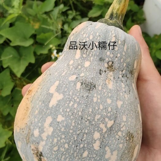 南宁小糯仔南瓜，花生南瓜种子