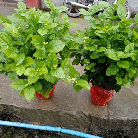 犍为县白色茉莉  茉莉花：五十万株含苞待售
