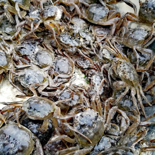 镇赉县 盘锦河蟹