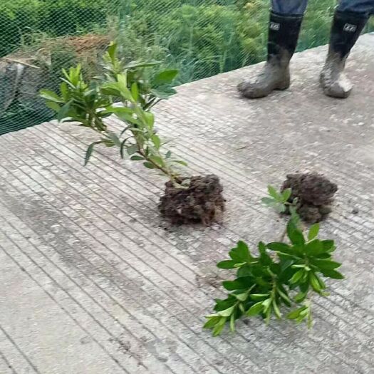 郴州毛杜鹃  一年苗，二年苗
