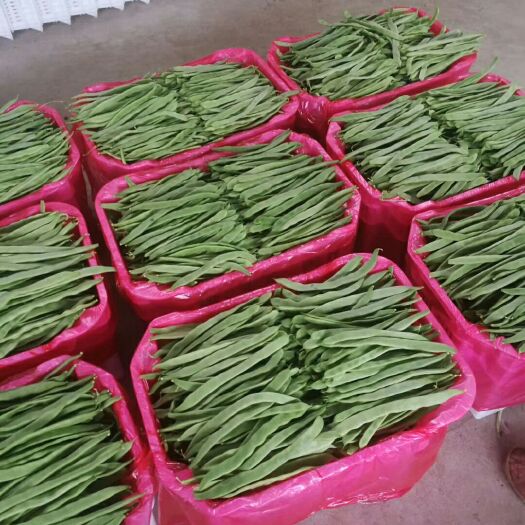 应县绿龙豆角 三扁优品大量上市