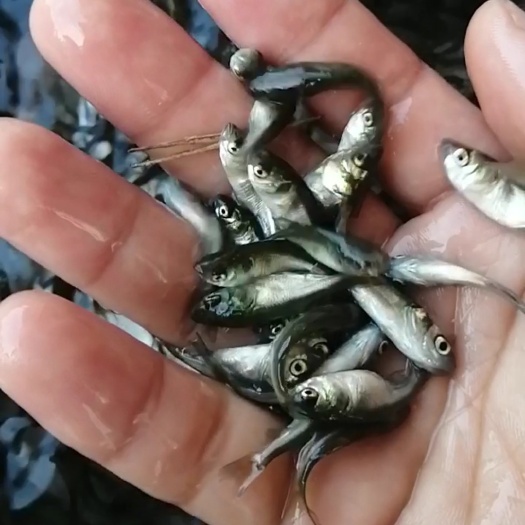 上高县 花鲢鱼苗夏花寸片大量供应