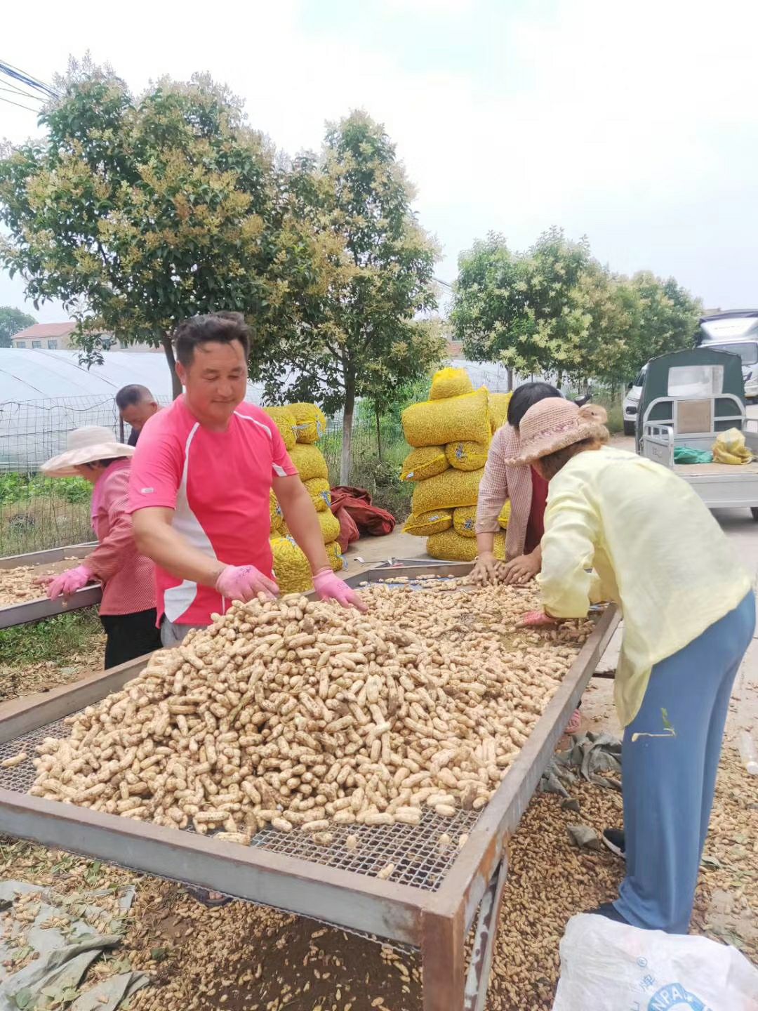 四粒红花生 带壳花生 鲜货