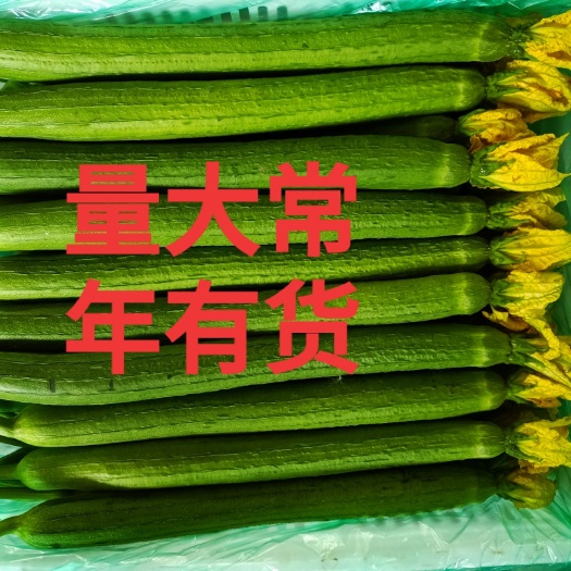 东海县鲜花丝瓜 江苏省连云港市东海县 30~50cm