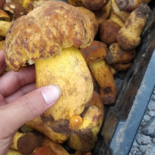 思茅黄牛肝菌干片