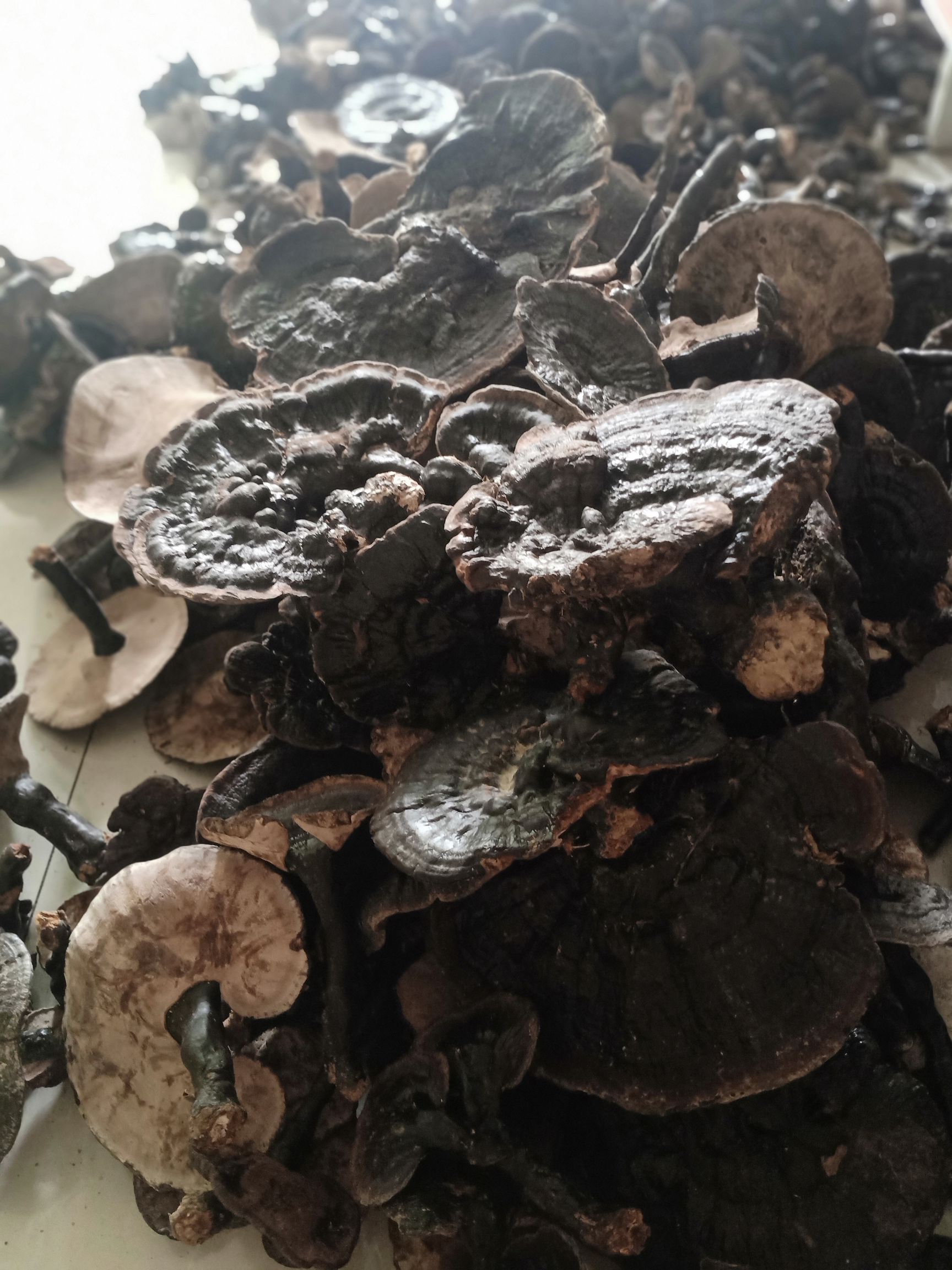 [黑灵芝]场地直供,量大从优,品质保证,欢迎咨询购买.