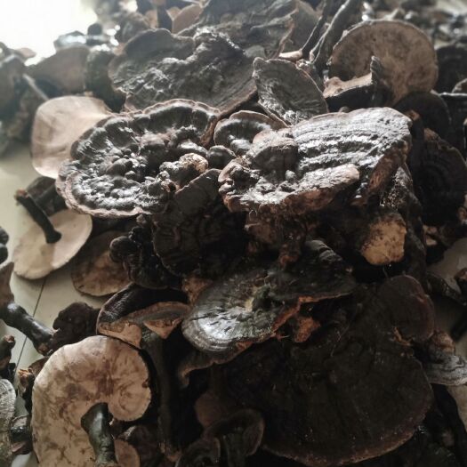 罗甸县黑灵芝 统货