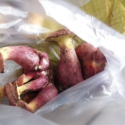思茅 云南深山天然红葱菌