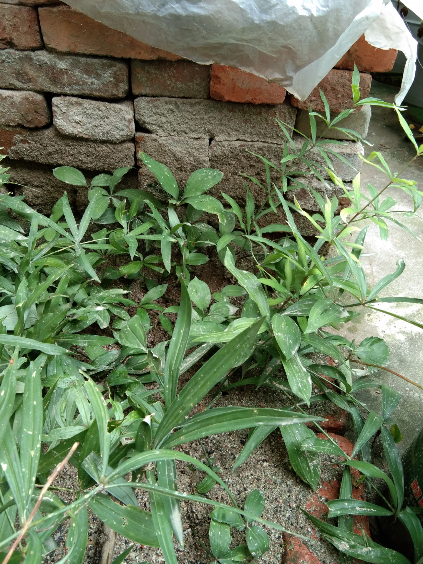 黄精种苗 山上采回来的黄精苗