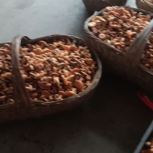 南漳县松树菌 品质良好