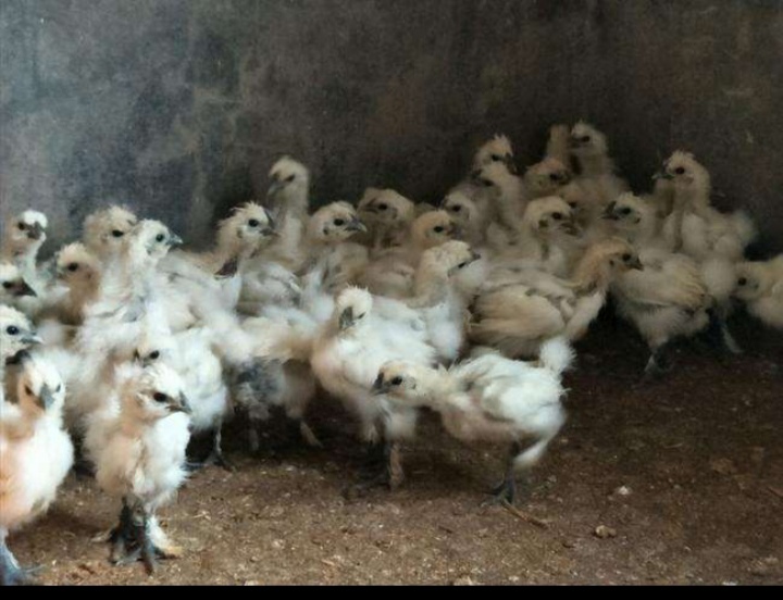 乌骨鸡苗  白凤乌鸡苗