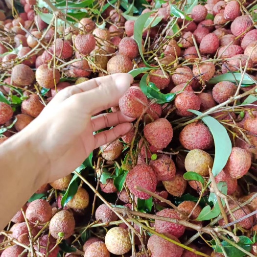  漳州后港黑叶荔枝