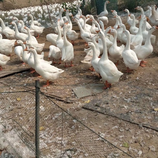 蒲江县大三花鹅苗批发，大种四川白鹅苗，杂交鹅苗