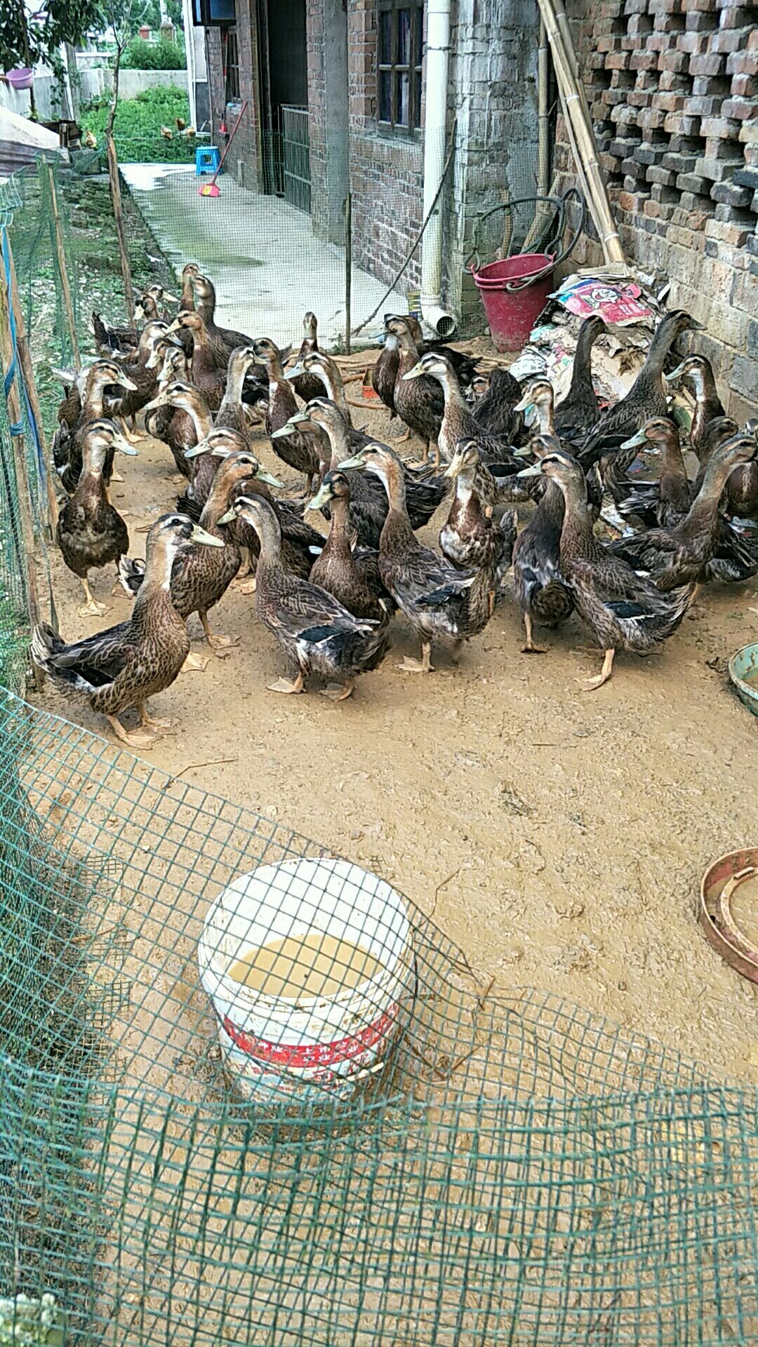 急出一批3个月麻鸭