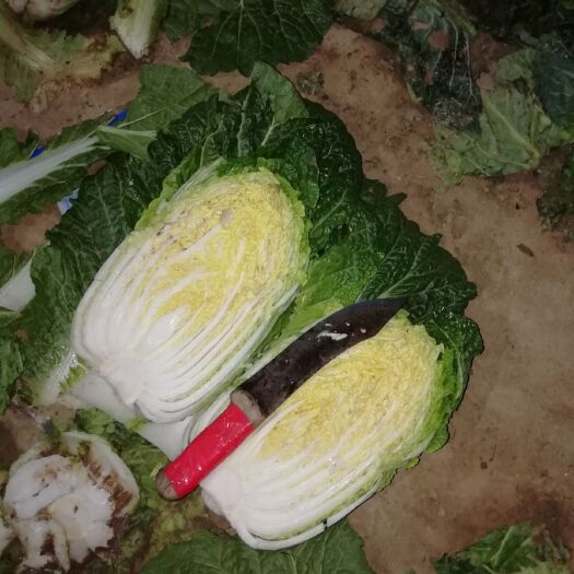 定州市黄心大白菜，基地直供，质优价廉，长期有货
