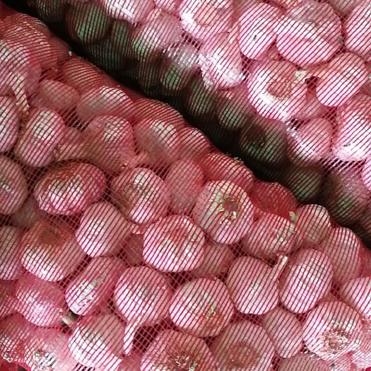 周口白皮大蒜 2020干蒜，