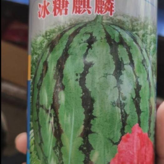 郑州 冰糖麒麟王西瓜种子，亲本（大田品种）