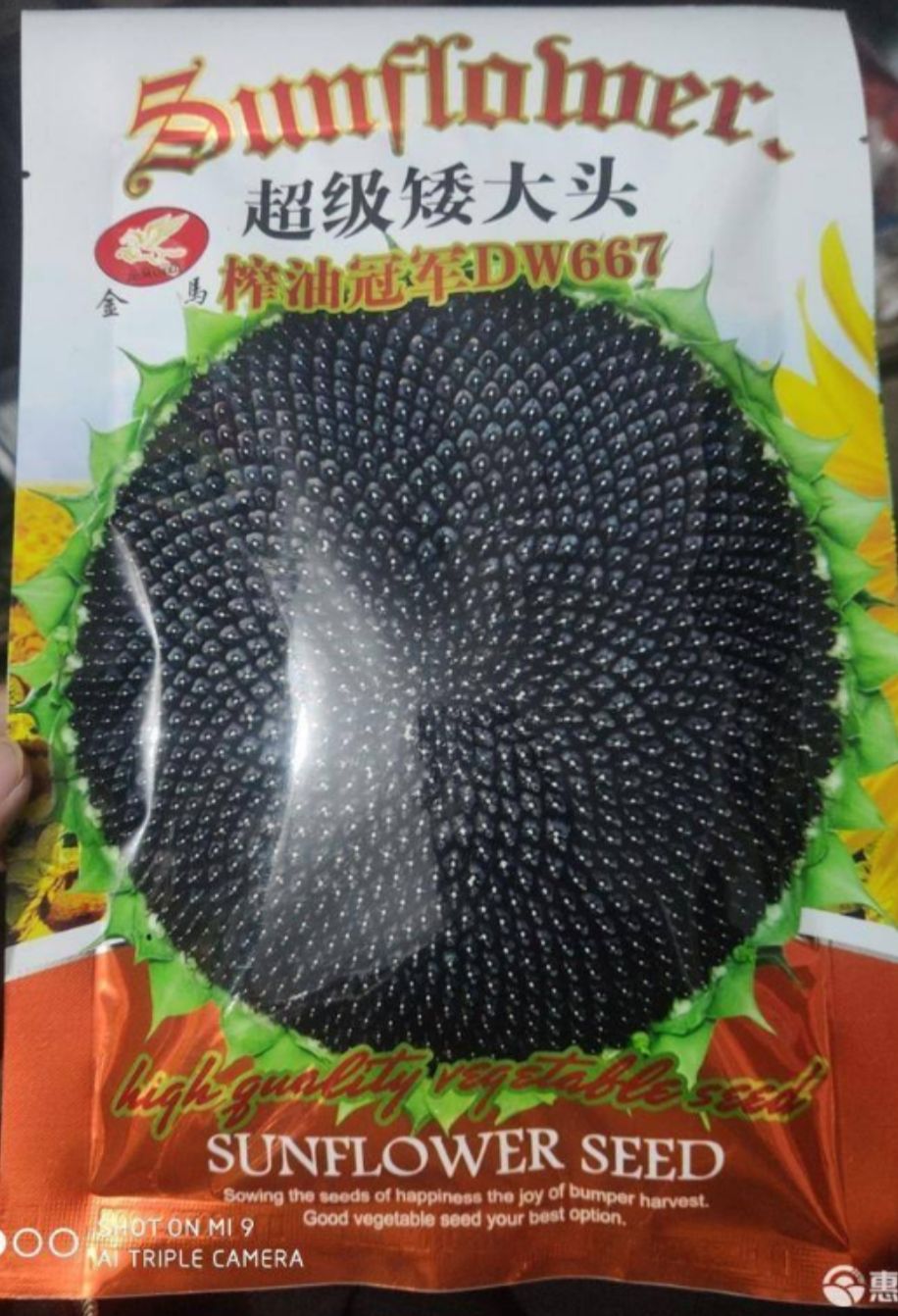 郑州 向日葵种子，油葵种子，超级矮大头，榨油品种