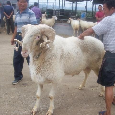嘉祥县 出售小尾寒羊 大羊