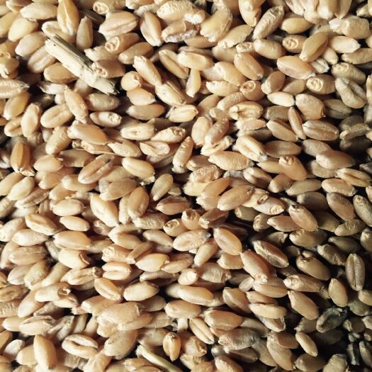 南阳白麦  现货纯软质白小麦出售