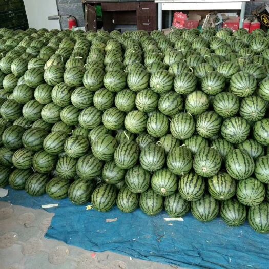 潍坊早春红玉西瓜  2K西瓜，品种齐全，专业的挑瓜师傅，单个过手