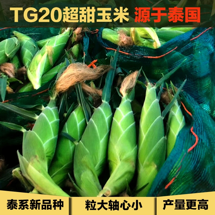 广州 玉米种子水果甜玉米种子泰系耐热大田基地高产量玉米种孑种籽包邮