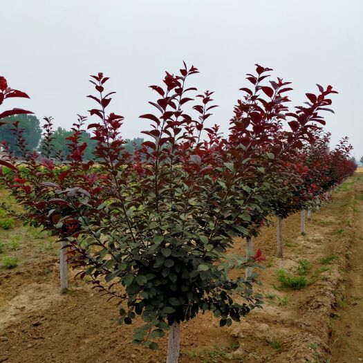定州市 假植太阳李/红叶李6-7公分