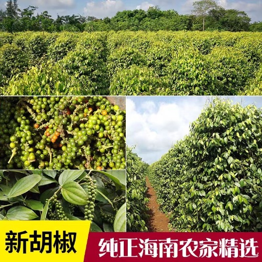 琼海市 正宗海南白胡椒子颗粒500g包邮