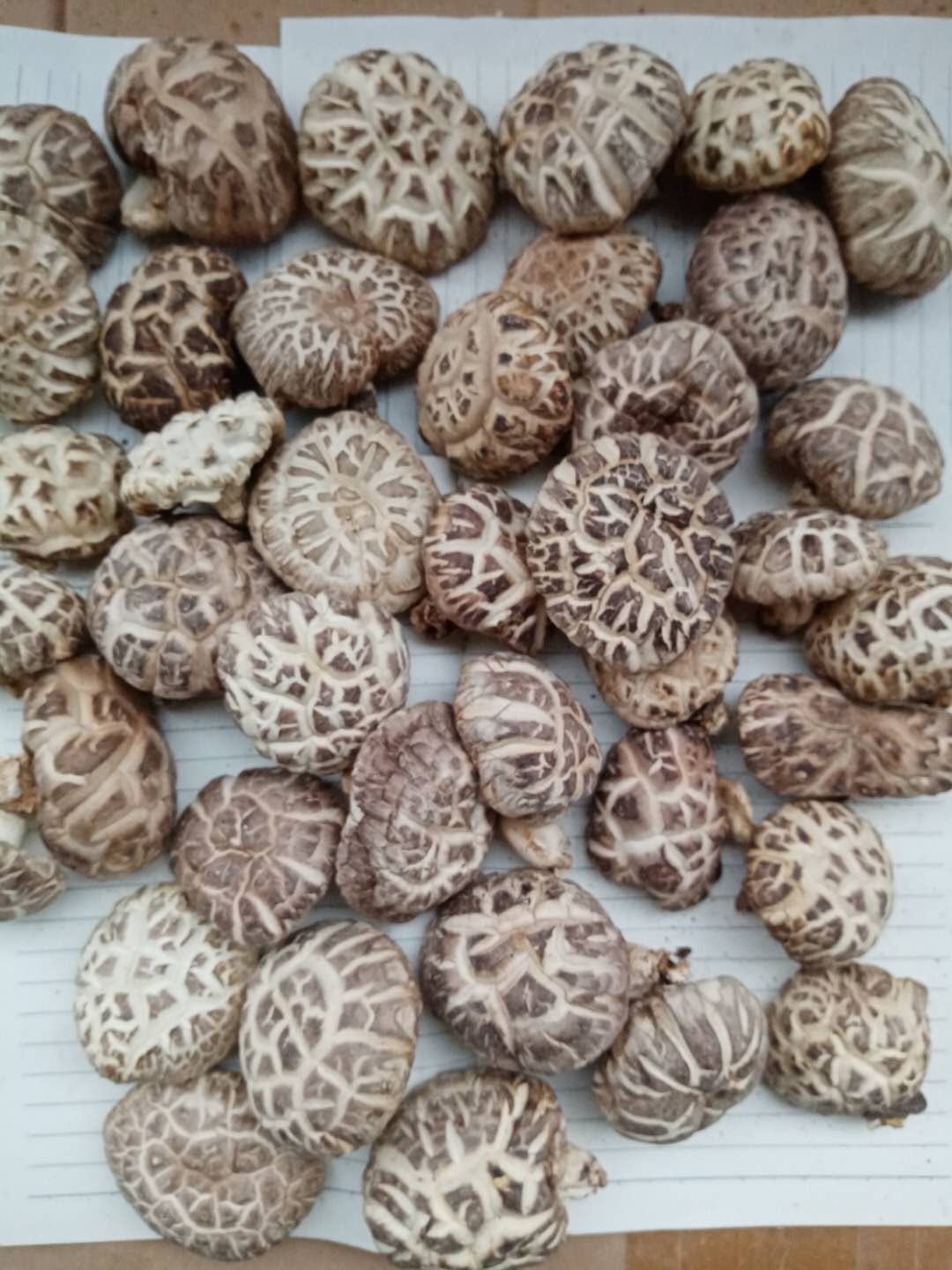  鲁山县椴木香菇，各种规格品质，批发零售